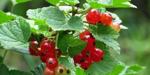 Tatjana crvene ribizle